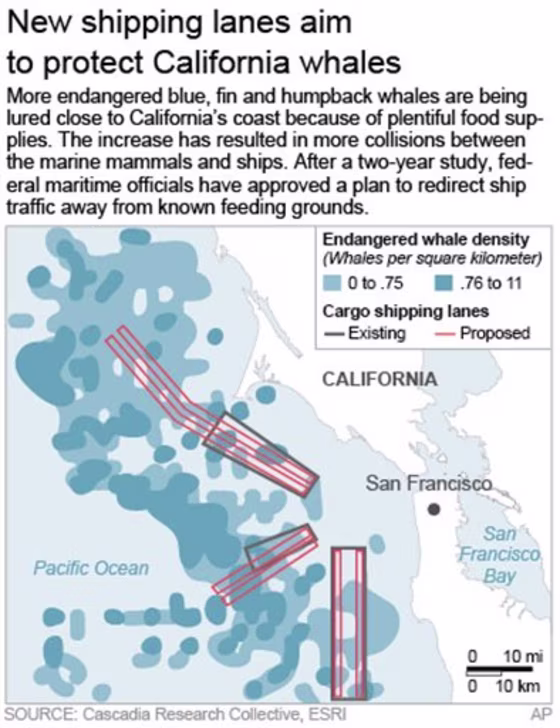 WHALES SHIP STRIKES